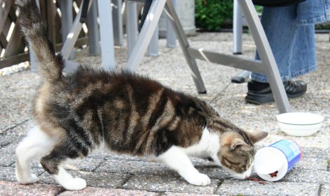 De Kat Zonder Naam eet brokjes