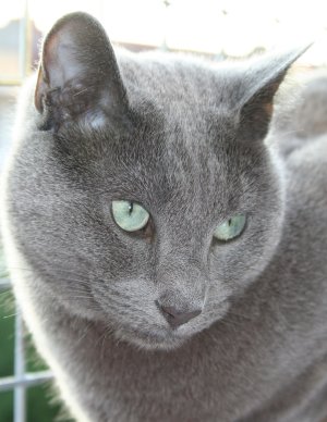 Blauwe Rus, het kan elke wezen, maar hier zit Yoshi op het balkon