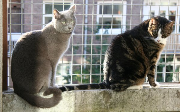 Snuffelen in de zon op het balkon