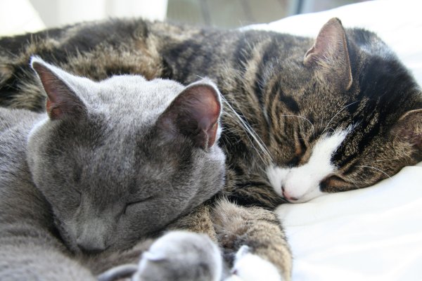 Bowser en Yoshi slapen samen