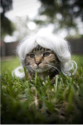 Granny cat