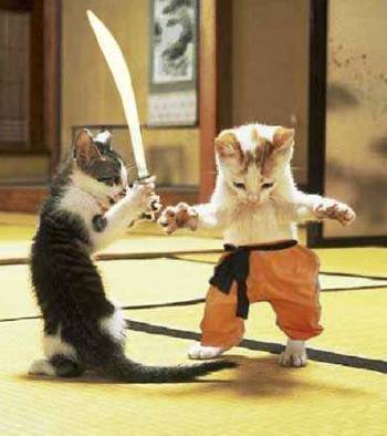 Catfight!