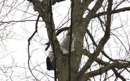 Kat hoog in de boom