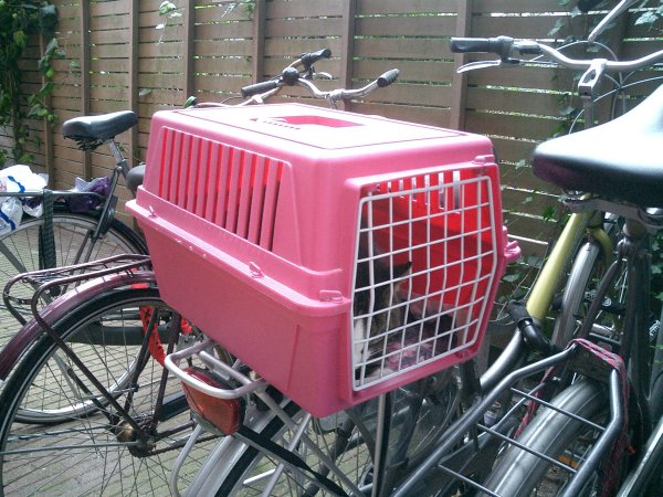 In de mand achterop de fiets