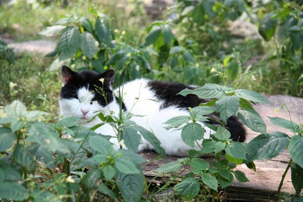 Overal waar je kijkt: katten