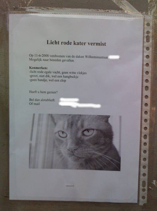 Licht rode kater vermist