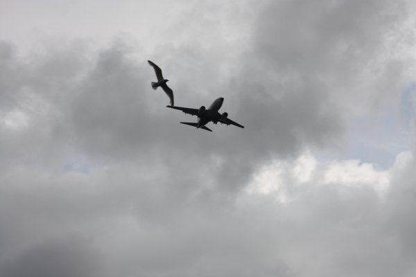 Vliegtuig versus meeuw