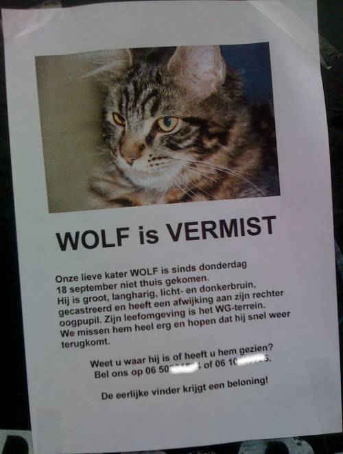 Lieve kater Wolf wordt gemist