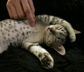 Katten knuffelen in Japan