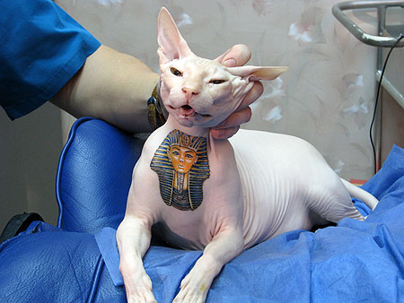 Tattoo voor je kat! Ja leuk, het is weer eens wat anders he
