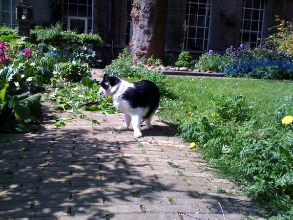 Een echte Kitler!