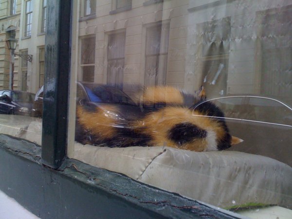 Heerlijk slapen in de vensterbank