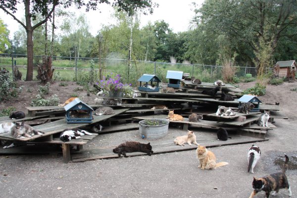 Schoonpapa telde 42 katten alleen hier al