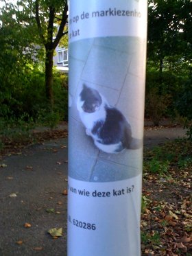 Zwart-witte kat