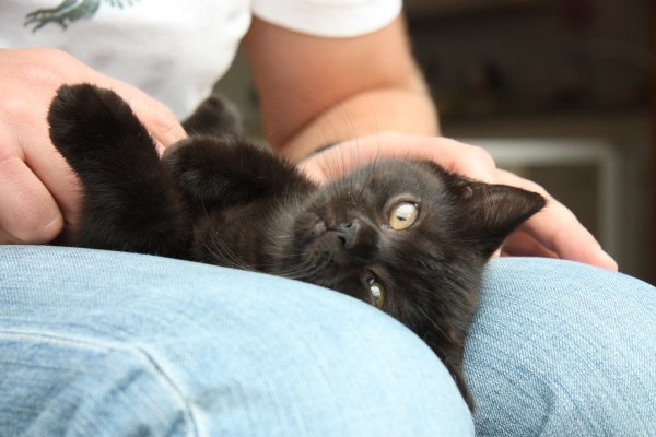 Op schoot bij het baasje