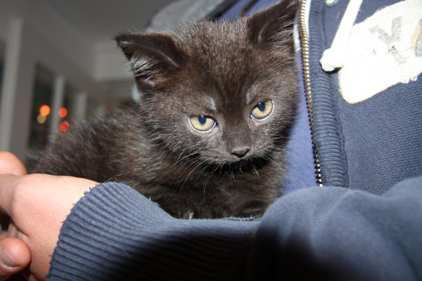 Op schoot bij a.s. baasje