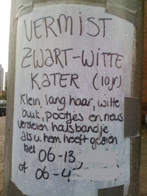 Zwart-witte kater wordt vermist