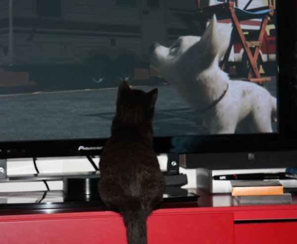 Nog even en je neust met Bolt!