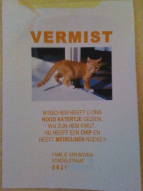 Rood katertje vermist, heeft medicijnen nodig!