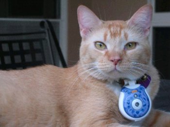 Leo-Hector, one of the feline Repurrters with cat cam