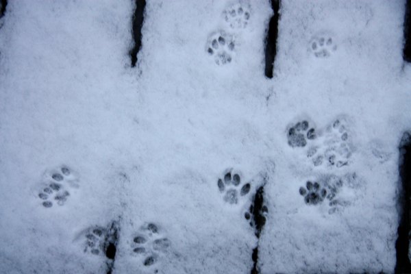 Koude pootjes in de sneeuw op het blakon