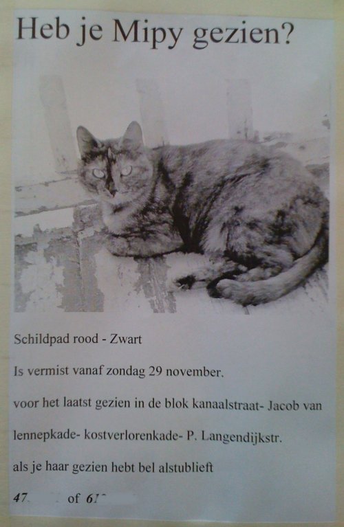 Schildpad-rood-zwart, vermist sinds 29 november