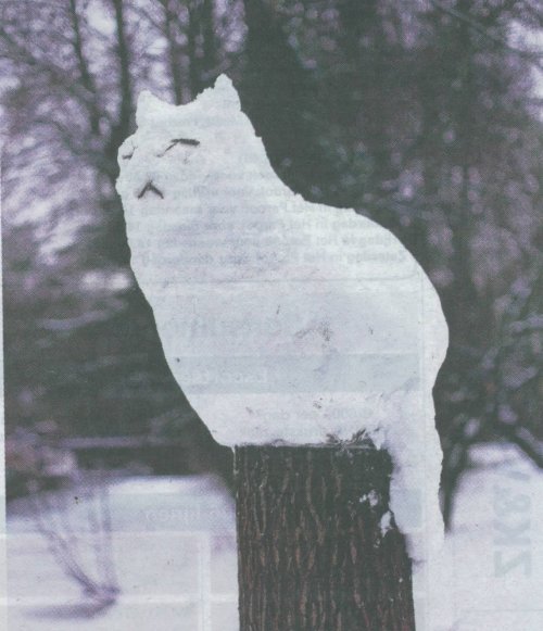 Sneeuwkat in het Vondelpark