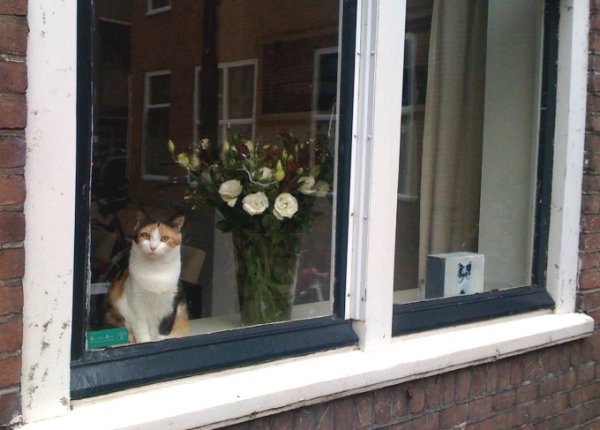 Nieuwsgierig schildpadje in de Zocherstraat