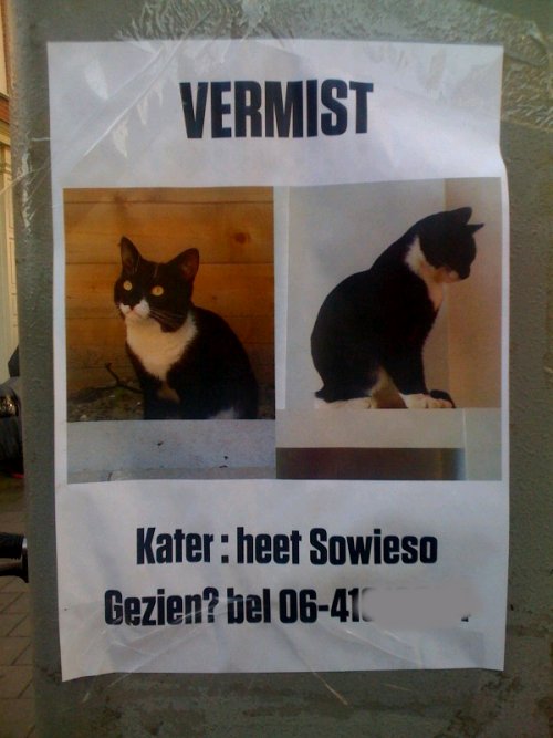 Kater Sowieso wordt vermist