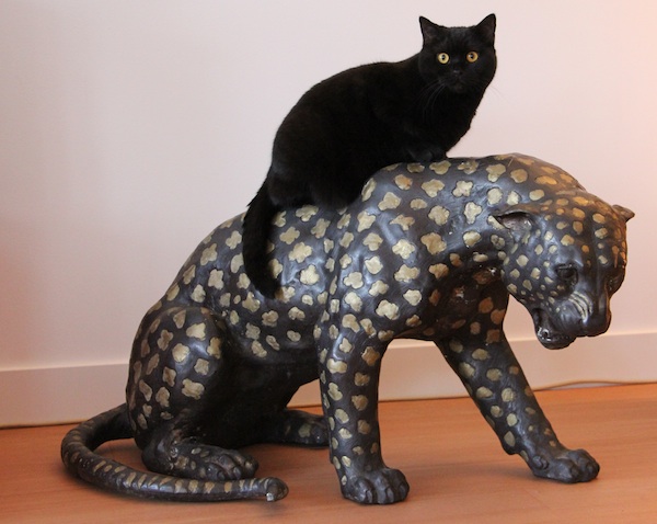 When panther meets panther