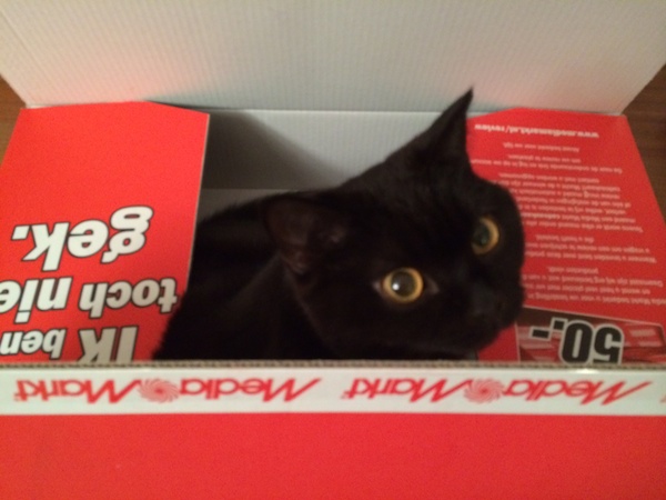 Hoe vang je een kat? Met een lege doos natuurlijk!